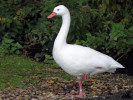 Coscoroba Swan (WWT Slimbridge 20) - pic by Nigel Key